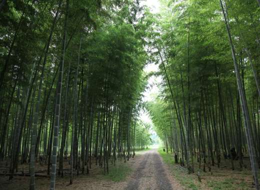 호텔 한큐 레스파이어 오사카 근처의 대나무 숲 산책로, 초록빛 나무들이 빽빽이 들어선 평온한 자연 풍경