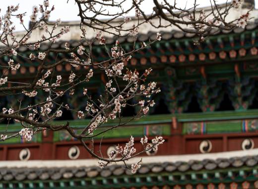 Spring blossoms at Changgyeonggung Palace in Seoul, part of the Seoul travel route to Changdeokgung and Changgyeonggung, showing traditional palace architecture with blooming flowers