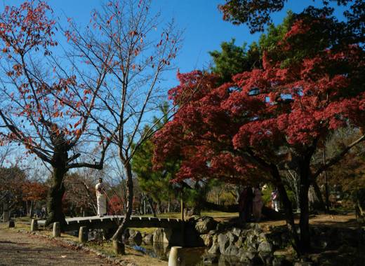 신주쿠 워싱턴 호텔 인근의 도쿄 가을 공원 풍경, 붉게 물든 단풍나무와 푸른 하늘 아래 전통 의상을 입은 여행객이 다리 위에 서 있는 장면
