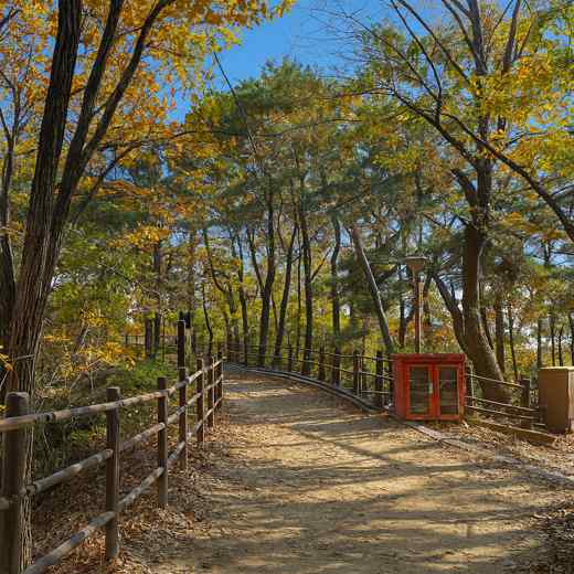 A sunlit autumn forest trail on Achasan Course 5 in Seoul, with wooden railings and colorful seasonal foliage.