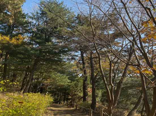 A peaceful forest trail on Achasan Course 5 in Seoul, featuring autumn trees and a quiet hiking path.