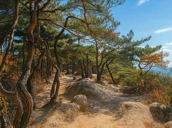 A rocky ridge trail lined with twisted pine trees on Achasan Course 5 in Seoul, under a lightly blue sky.