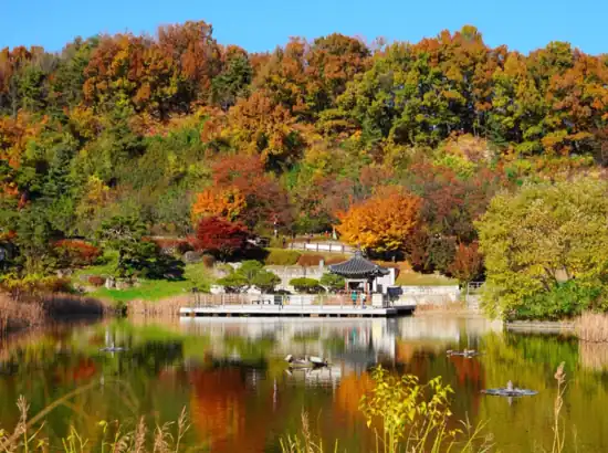 Autumn view of Wolyeongji Pond in Buk Seoul Dream Forest travel, showing colorful trees and a traditional pavilion reflected on the water.