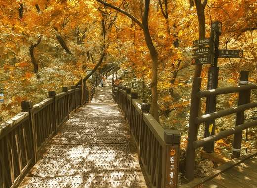 Autumn view of Bukhansan Sky Trail wooden deck path with colorful foliage in Seoul