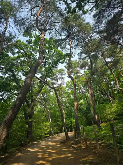 Forest walking trail inside Seonjeongneung, a peaceful nature spot on the Gangnam travel course in Seoul.
