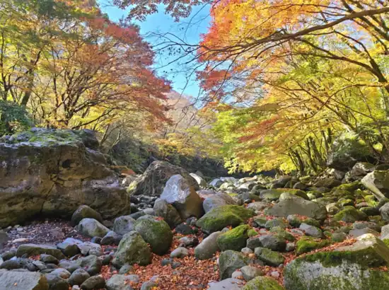 Autumn forest scenery along the Hallasan Cheona Forest Trail in Jeju, with colorful leaves, rocks, and sunlight over the valley.
