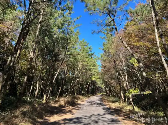 Forest path along the Hallasan Cheona Forest Trail in Jeju, surrounded by pine trees and clear blue sky.
