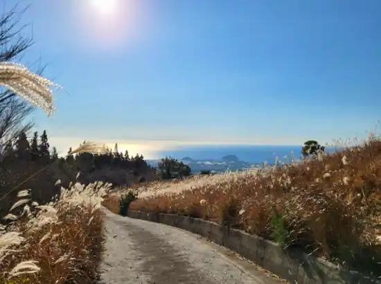 Scenic ocean view from the Hallasan Cheona Forest Trail in Jeju, with silver grass fields and a clear blue sky.
