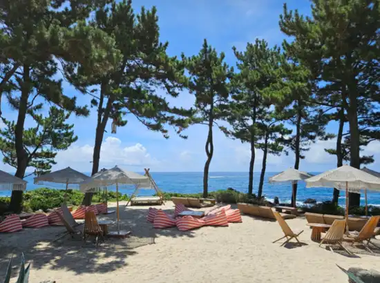 Ocean-view seating area with pine trees and beach chairs near Jeju’s Badada Cafe, part of a day course following the Hallasan Dullegil Route 2 Doloreum Trail.