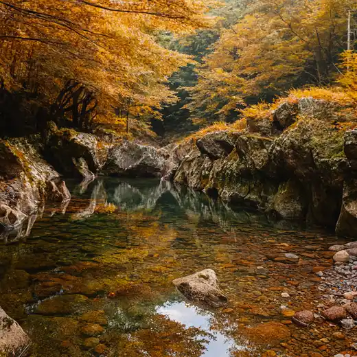 Autumn-colored stream along the Hallasan Dullegil Section 3 Forest Healing Trail, with golden foliage reflected on clear, shallow water between rocky forest walls.