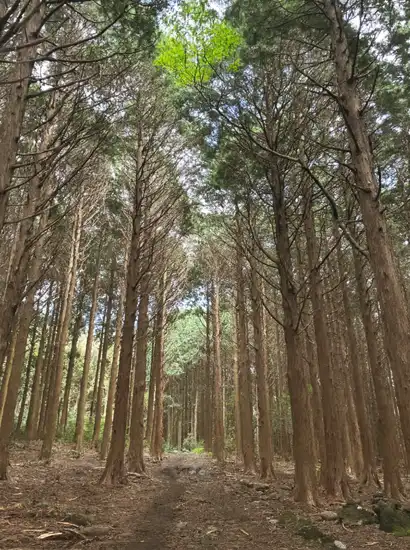 Tall cedar trees lining the Hallasan Dullegil Section 3 Forest Healing Trail, forming a peaceful vertical pathway in Jeju’s mid-mountain forest.