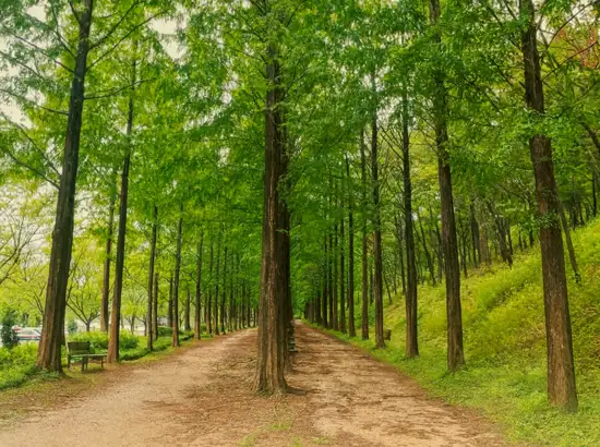 A peaceful forest path lined with tall metasequoia trees at Haneul Park in Seoul, captured as part of the Haneul Park Seoul Travel Course during early autumn.