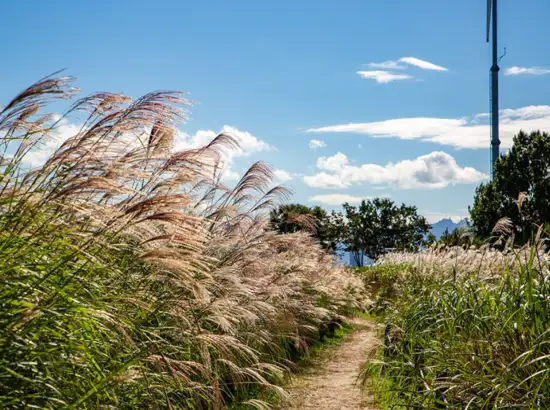 Silver grass field along a walking trail at Haneul Park in Seoul, part of the Haneul Park Seoul Travel Course, under a bright blue autumn sky.