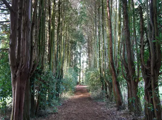 Cedar tree forest trail at Jeju Gujwa Andol Oreum Secret Forest in South Korea.
