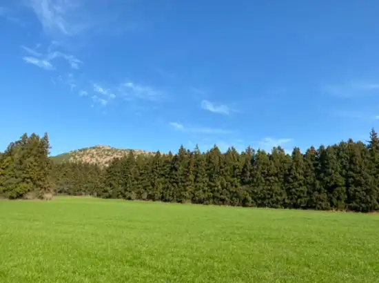 Wide green meadow and cedar forest with Andol Oreum ridge at Jeju Gujwa Andol Oreum Secret Forest.
