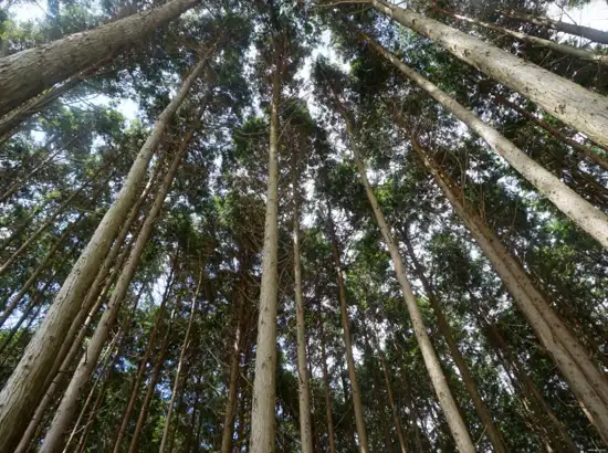 Upward view of tall cedar trees in Jeju Gujwa Andol Oreum Secret Forest.
