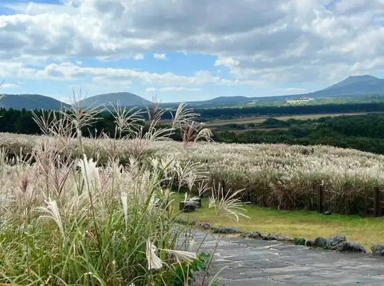 Autumn silver grass fields along the Jeju Sangumburi Travel Course with distant mountains under a blue sky.
