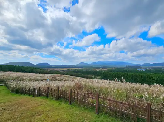 A panoramic view of the Jeju Sangumburi Travel Course with silver grass fields, distant mountains, and a bright blue sky.
