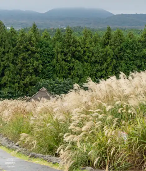 A reed grass field along the Jeju Sangumburi Travel Course with forest trees and misty mountains in the background.
