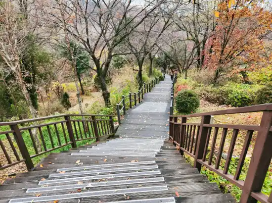 Forest stairway at Mangu History Culture Park during autumn, leading through quiet trees and walking trails.