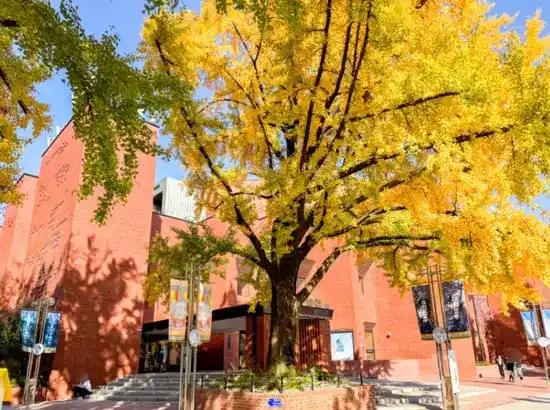 Golden ginkgo tree in front of ARKO Arts Theater at Marronnier Park Seoul during autumn, bright yellow leaves and red brick building.
