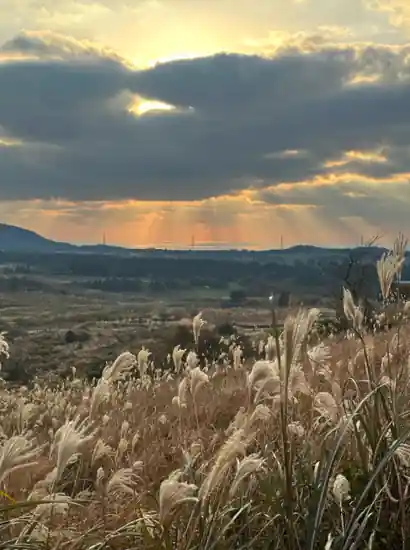 Sunset view over Saebyeol Oreum with golden reeds and soft light rays spreading through the clouds in Jeju Island.