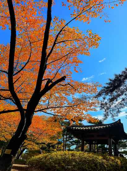 A traditional Korean pavilion surrounded by vivid autumn foliage along the Seokchon Lake walking course, under a clear blue sky.