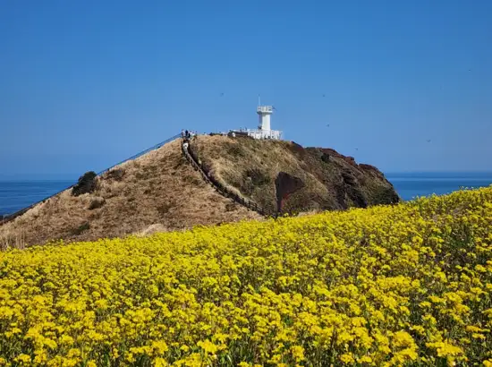 Seopjikoji travel coastal view with bright yellow canola flowers and a lighthouse overlooking the blue Jeju sea.
