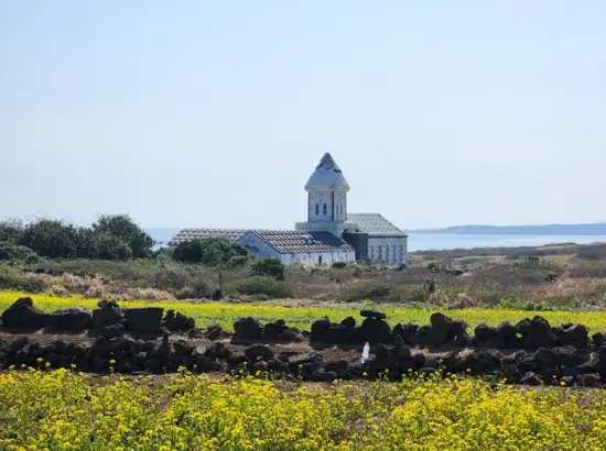 Seopjikoji travel view with yellow canola flowers, traditional stone walls, and a church-like building overlooking the Jeju coastline.