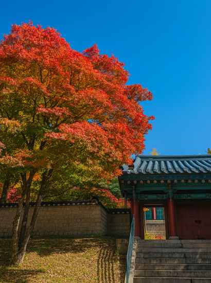 Autumn foliage near a traditional Korean gate along Seoul Dulle-gil 11 Gwanaksan, showing vibrant red and yellow leaves under a clear sky.