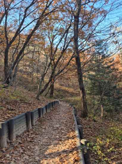 Autumn forest trail on Seoul Dulle-gil 11 Gwanaksan, showing a peaceful mountain path covered with fallen leaves.
