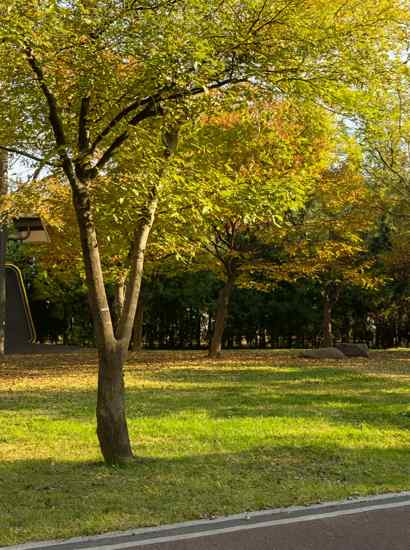 Autumn park scenery along the Seoul Dulle-gil 15 Course, with warm sunlight filtering through colorful trees in a quiet open space.