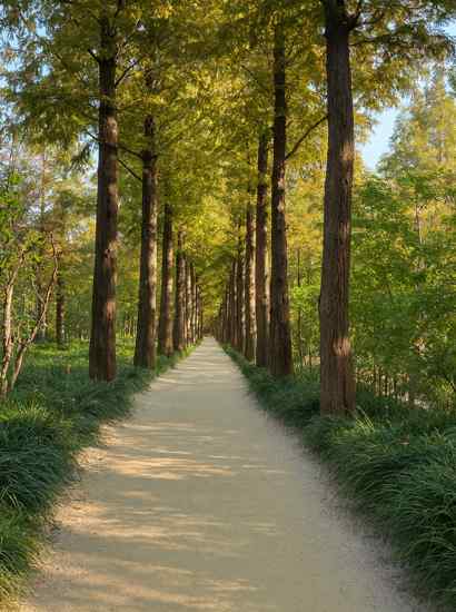 A peaceful metasequoia forest trail along the Seoul Dulle-gil 15 Course, with tall trees lining a quiet walking path under soft afternoon light.