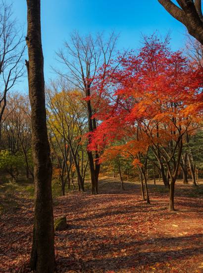 Seoul Dulle-gil Course 3 Bukhansan autumn forest trail with colorful red maple trees