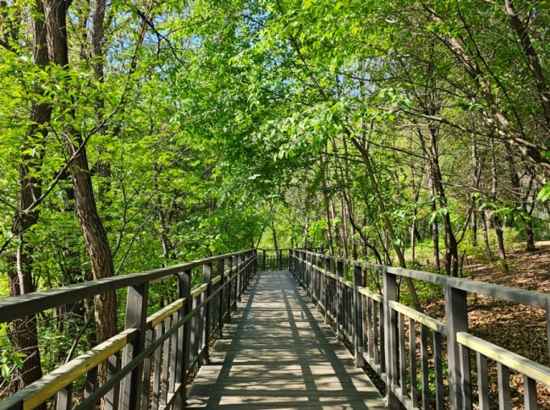 Forest walkway on Seoul Dulle-gil Course 6 Goduk Mountain with wooden deck paths surrounded by green trees.