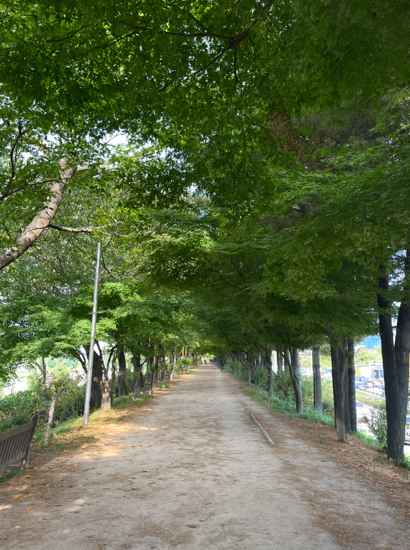 A peaceful green walkway along the Seoul Dulle-gil 14 Course Anyangcheon Downstream, featuring a shaded dirt path under tall trees.