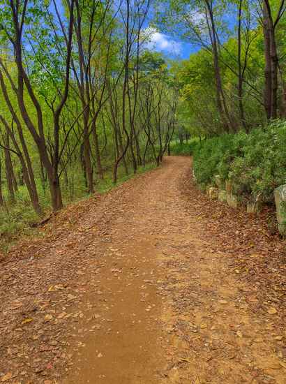 A winding forest trail on Seoul Trail Course 10 Umyeonsan under a clear blue sky.