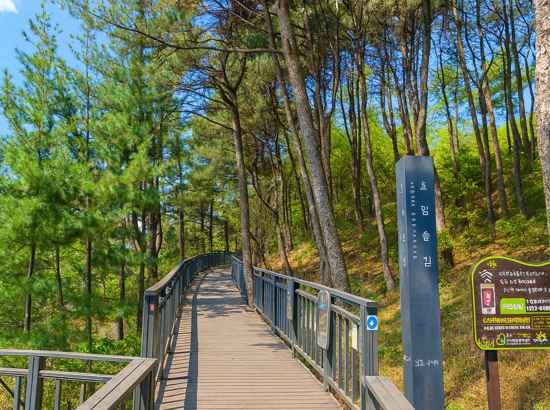A peaceful wooden boardwalk along Seoul Trail 12 Hoamsan surrounded by tall pine trees under a clear sky.
