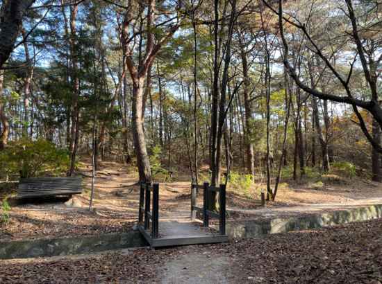 "A small wooden footbridge and forest path along Seoul Trail 12 Hoamsan surrounded by tall pine trees.