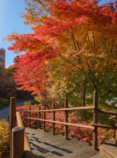 Autumn foliage along the Seoul Trail 7 Course Iljasan, showing bright red and yellow leaves above a wooden stairway on a clear sunny day.