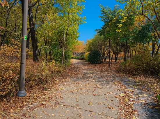 Autumn forest walkway on Seoul Trail Course 8 Jangji-Tancheon covered with fallen leaves and surrounded by trees.
