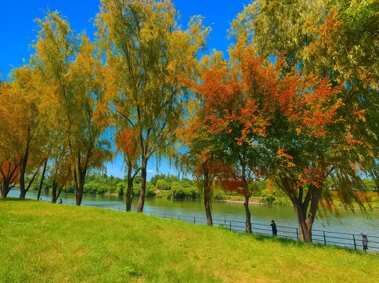 Autumn trees along the riverside at Yanghwa Hangang Park in Seoul, with bright blue skies and peaceful walking paths.