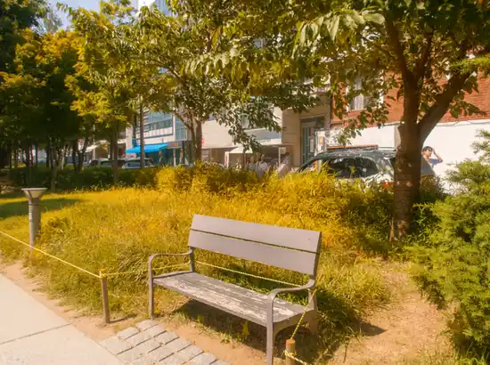 Autumn-tinted scene from the Yeonnam-dong One-Day Course showing a wooden bench, soft fall foliage, and sunlight filtering through trees at Gyeongui Line Forest Park.