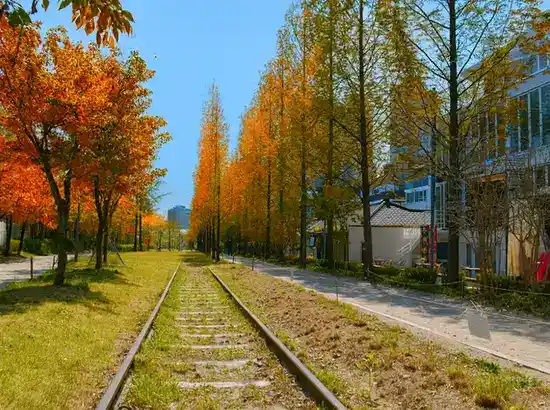 Autumn view of Gyeongui Line Forest Park in the Yeonnam-dong One-Day Course, showing lightly colored fall foliage, blue sky, and an old railway track.
