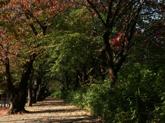 Autumn tree-lined path along the Yeouido Park walking course, covered with fallen leaves and soft afternoon light.
