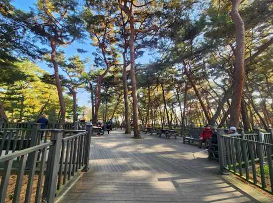 Pine rest area at Solbat Neighborhood Park on the Bukhansan Pine Forest Trail, with visitors relaxing under tall pine trees.
