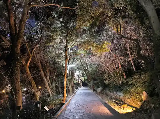 Forest pathway with night lights during Cheonjiyeon Falls Travel in Seogwipo, surrounded by trees and walking trail