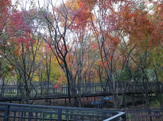 Autumn colors surrounding the elevated walkway on the Daemosan Forest Trail in Gangnam Seoul.