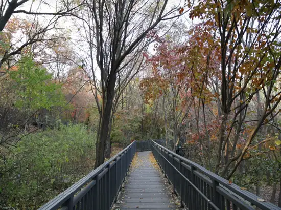 Autumn walkway along the Daemosan Forest Trail in Gangnam Seoul, surrounded by colorful trees and peaceful nature.
