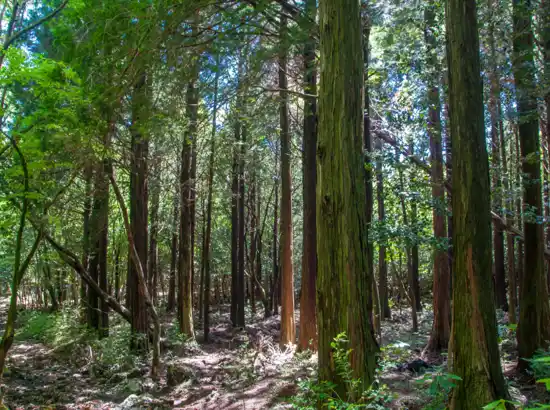 Dense evergreen cedar forest along the Hallasan Dongbaek-gil trekking route in Jeju, with sunlight filtering through the tall trees.
